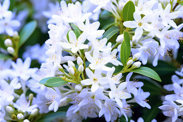 The Australian lemon myrtle Backhousia citriodora has lemon-scented foliage and white flowers. It grows in the coastal rainforests of New South Wales and Queensland.