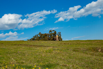 Fallen ripped fir tree in top of a high hill, with spring grass and blue sky, loneliness concept