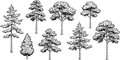 Fototapeta premium Hand-Drawn Tree Illustrations Black and White Vector Graphics Nature C