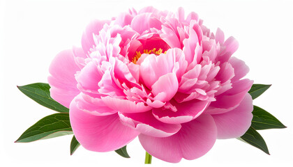 Fototapeta premium 重なり合う花びらが魅せる深紅の芍薬の存在感 generative ai