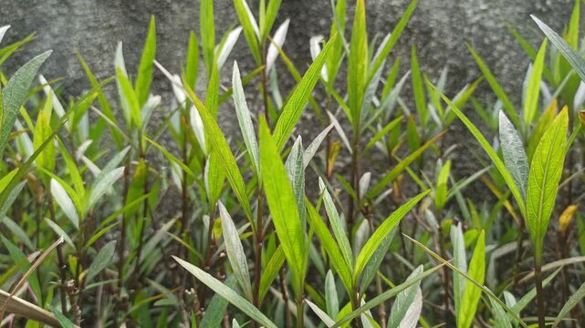 ruellia simplex plant