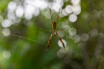 a spider on a green leaf