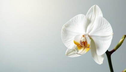 Obraz premium Delicate white orchid blossom, pristine background, studio, petal