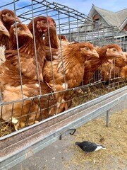Several brown chickens are seen in a metal cage at a farm, with hay scattered around. A pigeon is also present on the ground nearby, all under a sunny blue sky © BoTanya