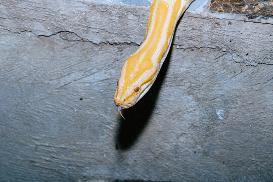 Yellow golden snake