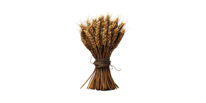 Bundle Of Wheat Stalks Tied With Twine. Symbol Of Agriculture And Harvest Isolated On Transparent Background
