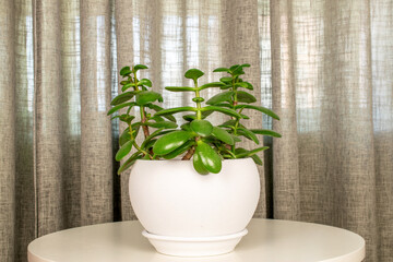 Crassula ovata flower in a ceramic pot against the backdrop of curtains, macro.