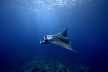Naklejka premium Majestic Manta Ray Swimming Beneath the Waves in Mexico