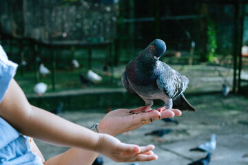 The pigeon is predominantly gray with iridescent feathers around its neck, and it has orange eyes