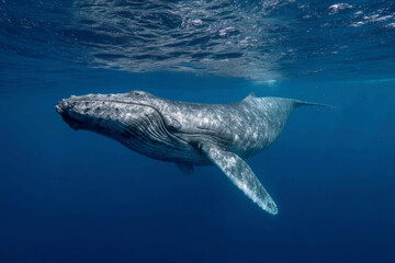 Obraz premium Discover the Wonders of Whale Snorkeling in Vavau, Tonga