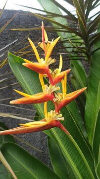 heliconia psittacorum flower