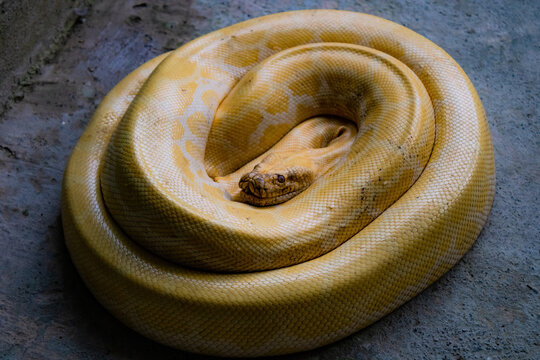 A photograph shows a yellow and white snake coiled on a gray surface