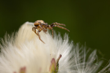 A tiny spider is perched delicately on a green plant, its slender legs stretched across the leaves