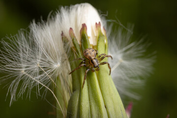 A tiny spider is perched delicately on a green plant, its slender legs stretched across the leaves