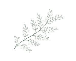 Delicate Green Dill Sprig Illustration on White Background
