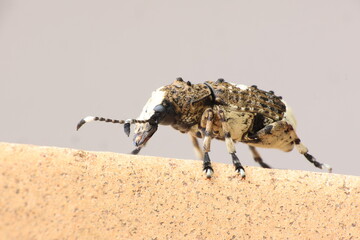Beetle Platystomus albinus