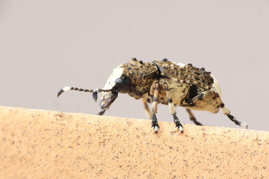 Beetle Platystomus albinus