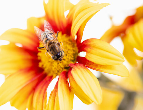 mosca tigre posada sobre una flor de crisantemo amarilla y roja, mosca que parece una abeja, mosca peque&ntilde;a y en los ojos tienen bandas negras verticales