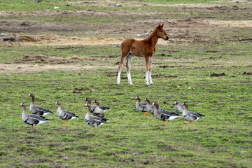 Young foal standing in a pasture near a flock of wild greylag geese, springtime rural scene showing unexpected animal encounter