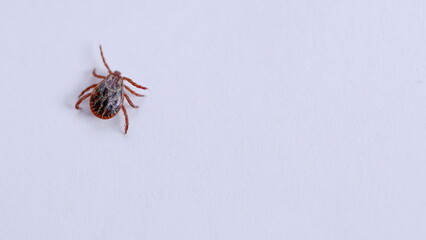 A highly detailed closeup image showcasing a tick that has been observed on a clean white surface
