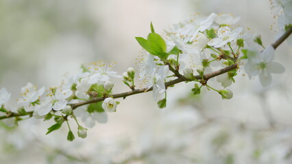 A Beautiful Delicate Cherry Blossom Branch Displaying Stunning Blooms in Full Bloom