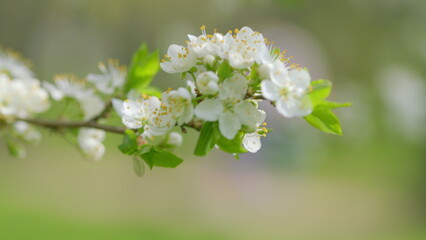 A Delicate White Flowering Branch in Full Bloom, Showcasing Natures Stunning Beauty
