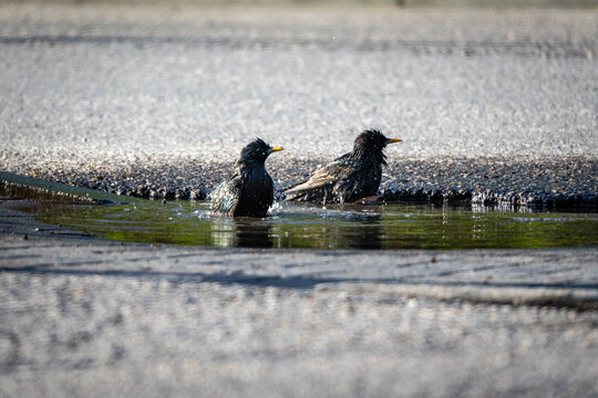 Two common starlings (Sturnus vulgaris) bathing in a puddle on asphalt, urban wildlife behavior captured in natural sunlight