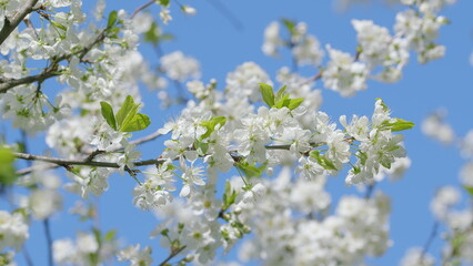 Fototapeta premium A Beautiful Scene of Blooming White Flowers Underneath a Beautifully Clear Blue Sky Above