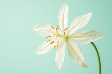 Obraz premium Single, delicate white lily against a pastel backdrop.