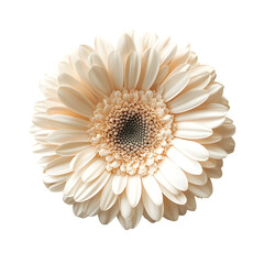 Cream gerbera flower isolated on white background