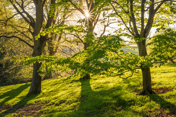 Fototapeta premium trees in the forest