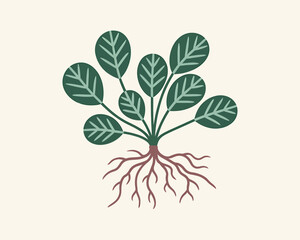 Plant Illustration with Visible Roots, Stem, and Round Leaves