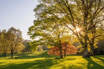 Fotobehang Oranje springtime landscape with trees  © andreac77