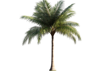 a palm tree with a white background