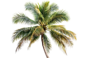 a palm tree with many leaves
