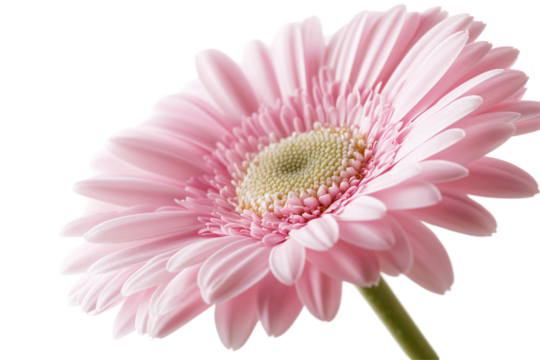a close up of a pink flower