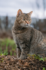 Beautiful tabby cat sitting contentedly on the dirt in a garden, enjoying the fresh air while curiously observing the vibrant surroundings and soaking in the peaceful atmosphere