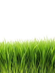 Fresh green grass blades isolated on black background, vibrant nature texture with lush spring growth, perfect for eco design and backgrounds – AI
