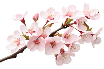 Branch of blooming cherry tree with delicate pink flowers isolated on transparent background.