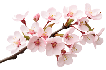 Branch of blooming cherry tree with delicate pink flowers isolated on transparent background.
