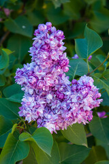 blossom of purple lilac in spring garden