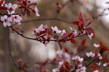 Pink blossoms in full bloom on fruit tree in the spring garden