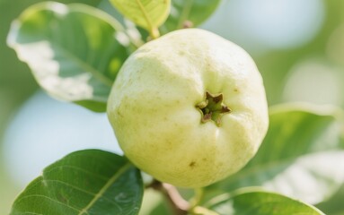 charming guava fruit with green leaves when the sun shines 