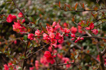 Close up of red flowers at the tip of a bush branch. Blooming bush with green leaves and red flowers with shallow depth of field and selective focus