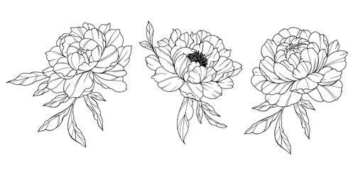 Peony Line Art. Trendy floral peony bouquets and flowers. Botanical Line Drawing Peony Collection. Hand drawn line art peony flowers. Luxury Line Floral Art. Peony Outline