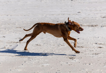 Joyful Hungarian Vizsla Running on Beach