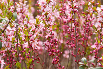 Pink blossoms in full bloom on fruit tree in the spring garden