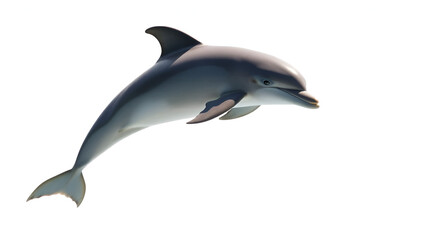 jumping dolphin isolated on white