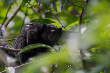 Common marmoset looking from behind a tree