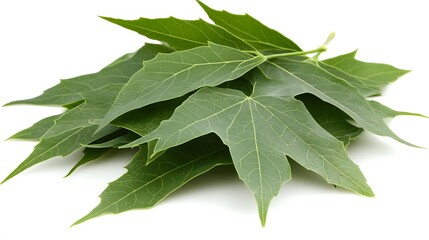 Obraz premium Fresh Green Leaves Pile Closeup Nature Photography